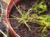 B.liniflora.jpg (98064 bytes)