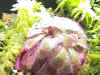 D.aliciae.JPG (85124 bytes)