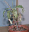 N.madagascariensis.jpg (487810 bytes)