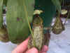 N.rafflesiana.jpg (52433 bytes)