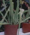 S.leuco.jpg (730967 bytes)