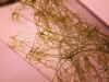 aurea in tube closeup copy.jpg (110991 bytes)