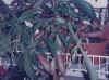 balconynepenthes.jpg (1001930 bytes)