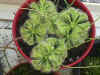 burmaniipot.jpg (77651 bytes)