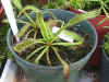 capensis.jpg (75289 bytes)