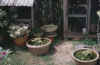 gardenutrictubs.jpg (1118188 bytes)