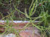 indica.jpg (91442 bytes)