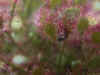 intermediaCU.JPG (39136 bytes)