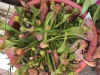 psittacina.jpg (83717 bytes)